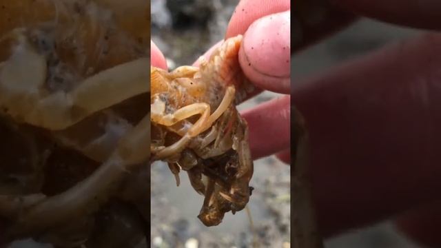 These Invasive parasites are causing the extinction of our shrimp friends! 🦐 #shrimp #parasite #an смотреть онлайн