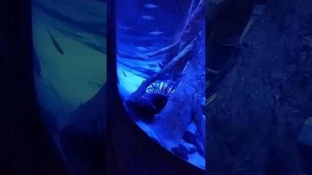 Sharjah Aquarium смотреть онлайн