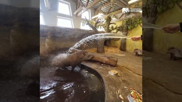 Tapiry anta z Orientarium Zoo Łódź смотреть онлайн