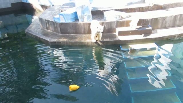 Герда отказалась прыгать в воду за игрушками 07.06.2019 смотреть онлайн