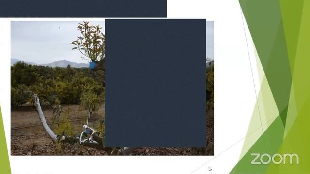 Charla Virtual Poda Y Uso De Reguladores De Crecimiento En El Cultivo De Palto