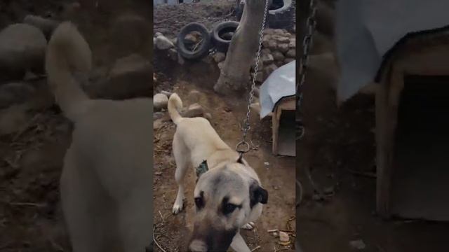 Большая собачка во дворе