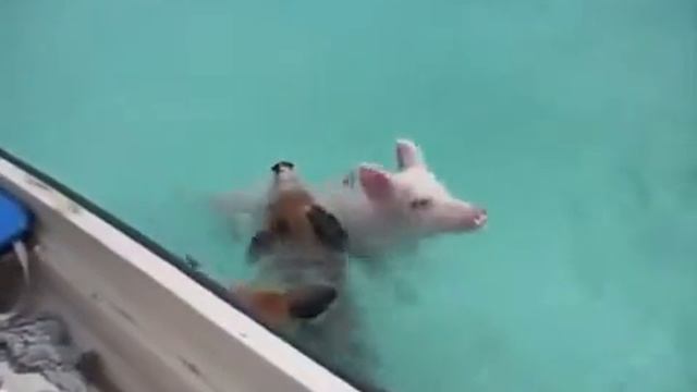 Хрюшам очень сильно захотелось кушать смотреть онлайн