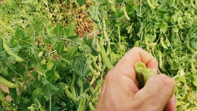 Обзор УНИКАЛЬНЫХ сортов сахарного гороха на POMIDOM.RU смотреть онлайн