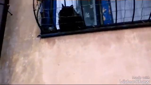 Коты воители в реальной жизни клип Эхо смотреть онлайн