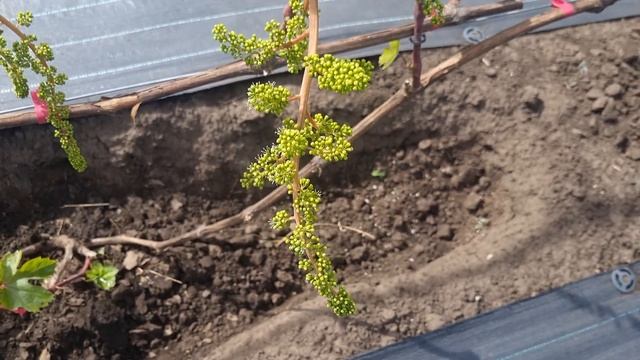 Две формы винограда, которые поражают размером своих соцветий. смотреть онлайн