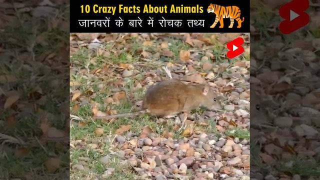 crazy facts about animal🐸🦍|Amazing facts |Random facts |mind blowing facts in fact #yash facts Hind смотреть онлайн
