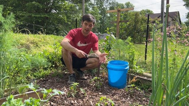 Fertilizing Tomatoes with Wood Ash | The Benefits смотреть онлайн
