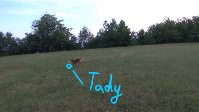 pH Quadruped Challenge 2021 - Group 3 Verča & Filé смотреть онлайн