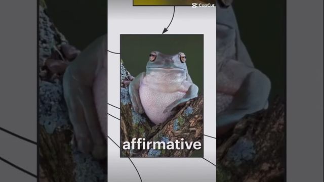 the lesson on frogs(not mine) смотреть онлайн