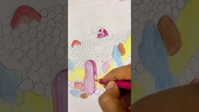 Fluid Mosaic Model l Cell membrane l Phospholipid Bilayer #studentlife #drawing #mbbs #histology смотреть онлайн