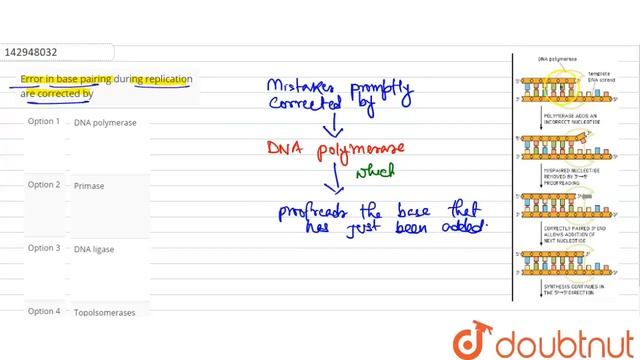 Error in base pairing during replication are corrected by | 12 | MOLECULAR BASIS OF INHERITANCE... смотреть онлайн