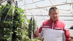 Клубника Павливский