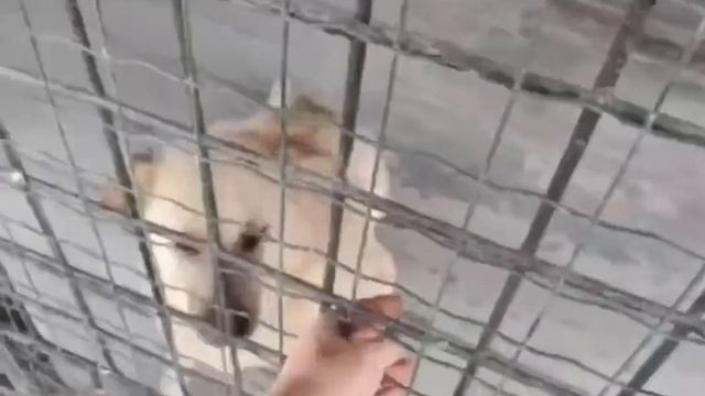 Лавик. Наша гордость.