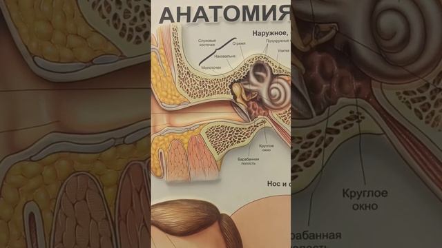 капли в уши - не панацея. #лор #здоровье #врач #медицина #дети #уши #слух смотреть онлайн