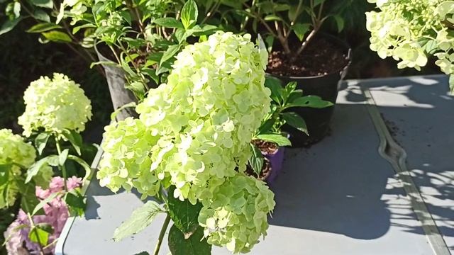 Метельчатые гортензии Petite Star и Petite Cherry. смотреть онлайн