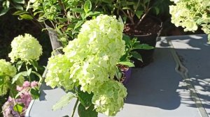 Метельчатые гортензии Petite Star и Petite Cherry.