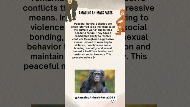 BONOBO Facts смотреть онлайн