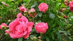 Кровавые цветы 305 серия русская озвучка | Дилан сделали операцию