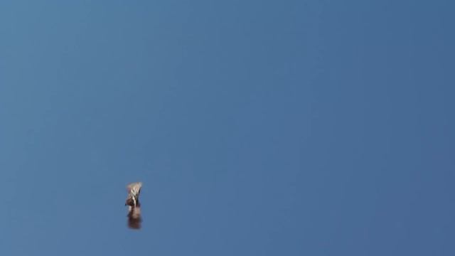 Pigeons / Голуби смотреть онлайн