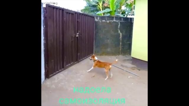 Смешные видео про карантин смотреть онлайн