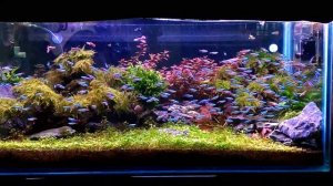 Aquascape 200 neon kardinal...
