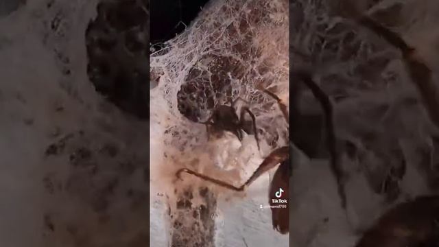 и кто чей ужин 😱 смотреть онлайн