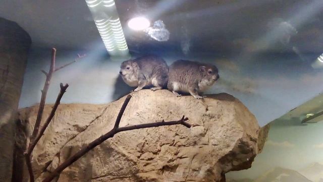 Московский зоопарк. Даман Брюса.