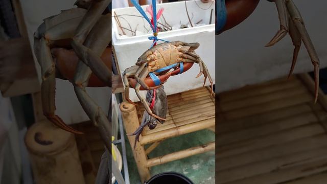 Крабы на суп прямо из ведра. Тайцы ждут заказ на приготовление крабов.  Крабы-мечта гурманов. Краби