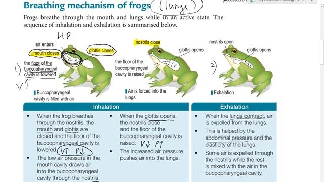 8.2 Breathing mechanism of frog смотреть онлайн