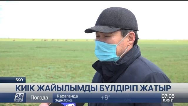 Киіктер жайылымды бүлдіріп, шабындықты шаң қылды – батысқазақстандық шаруалар смотреть онлайн