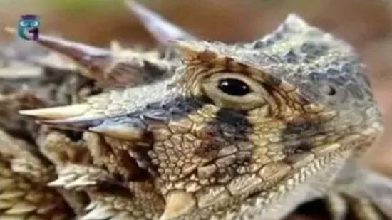 Жабовидные ящерицы (фринозома) смотреть онлайн