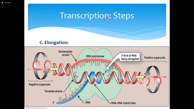 BIOCHEMISTRY: CARD-06; ITEM-03 (TRANSCRIPTION) смотреть онлайн