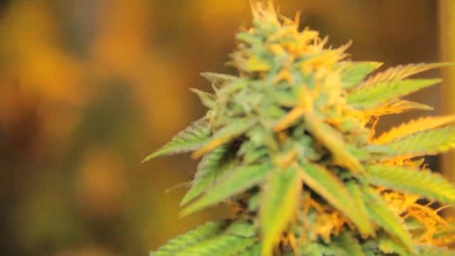 Advanced Nutrients Gardens смотреть онлайн