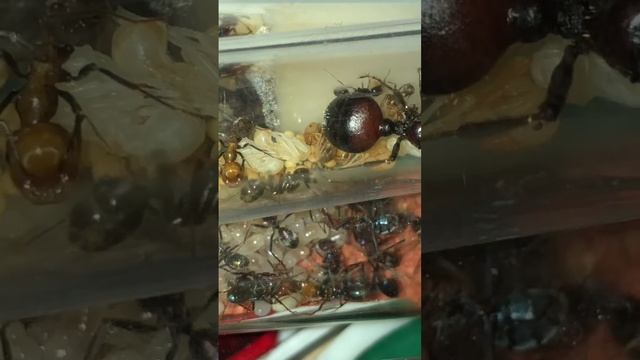 Messor cephalotes with Messor barbarus смотреть онлайн