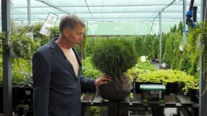 ВИДЫ ШАРОВИДНЫХ ТУЙ. Шаровидные туи в ландшафтном дизайне.