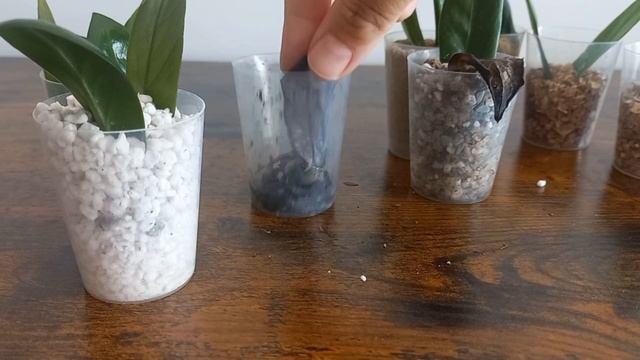 УКОРЕНЕНИЕ ЛИСТОЧКОВ замиокулькаса В РАЗНЫХ ГРУНТАХ. Итоги 2 месяцев.