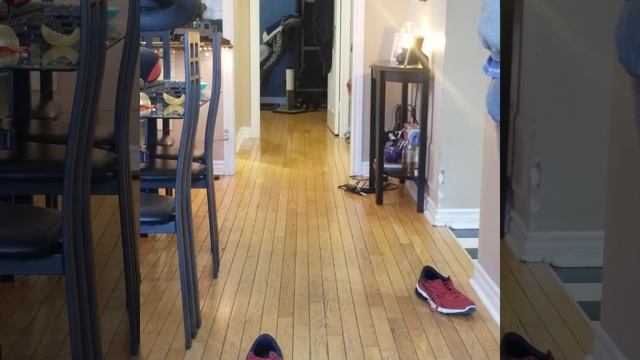 kitten with cerebellar hypoplasia chases ball then Carrie's it back! смотреть онлайн