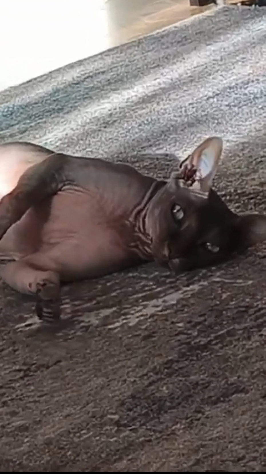 че не женишься?! #юмор #сфинкс #перс #кошки #сезонконтентаRUTUBE смотреть онлайн