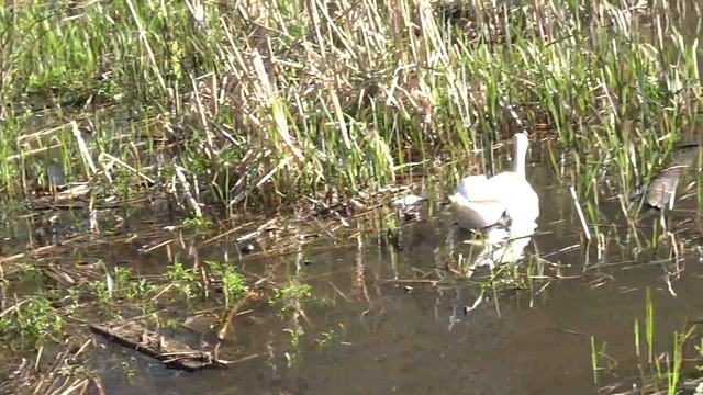 Grey doves and white swans смотреть онлайн