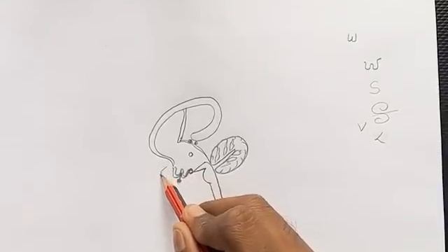 EASY WAY TO DRAW HUMAN BRAIN (L.S.) смотреть онлайн
