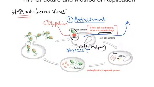 mr i explains: HIV Structure and Method of Replication смотреть онлайн