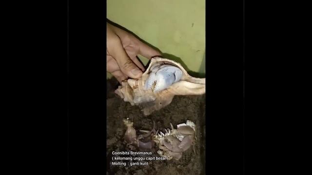 kelomang jumbo molting смотреть онлайн