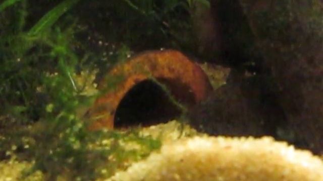 4646 Пара Enigmatochromis lucanusi смотреть онлайн