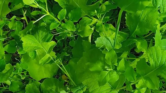 О пользе зелени редиса и других крестоцветных культур