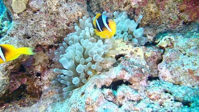 Dahab, The Bells, 2018.12.05 - Red Sea Anemonefish смотреть онлайн