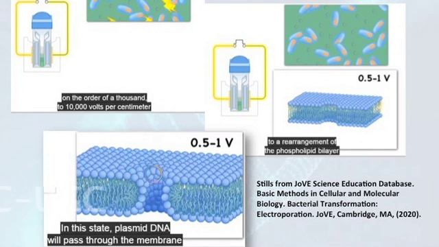 Recombinant DNA Technology : Transformation - I смотреть онлайн