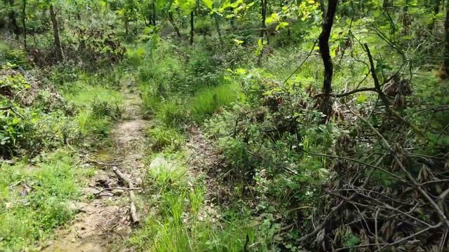 Поиск грибов/грибалка/тихая охота весной в Турции смотреть онлайн