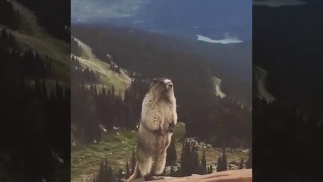 Орущий хомяк смотреть онлайн