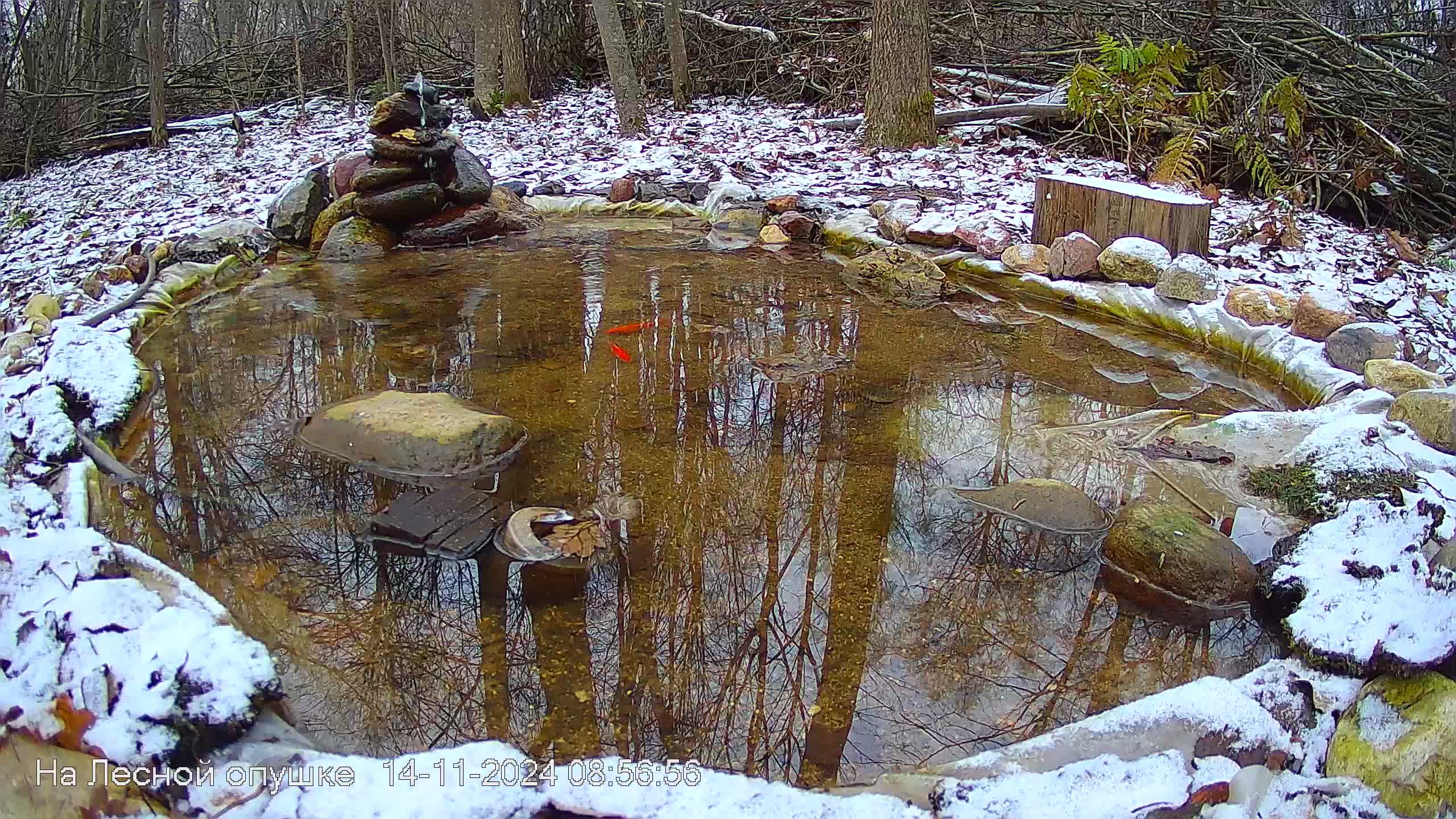 Звуки природы, пение птиц #Звукиводы #ЗвукиЛеса #Релакс смотреть онлайн